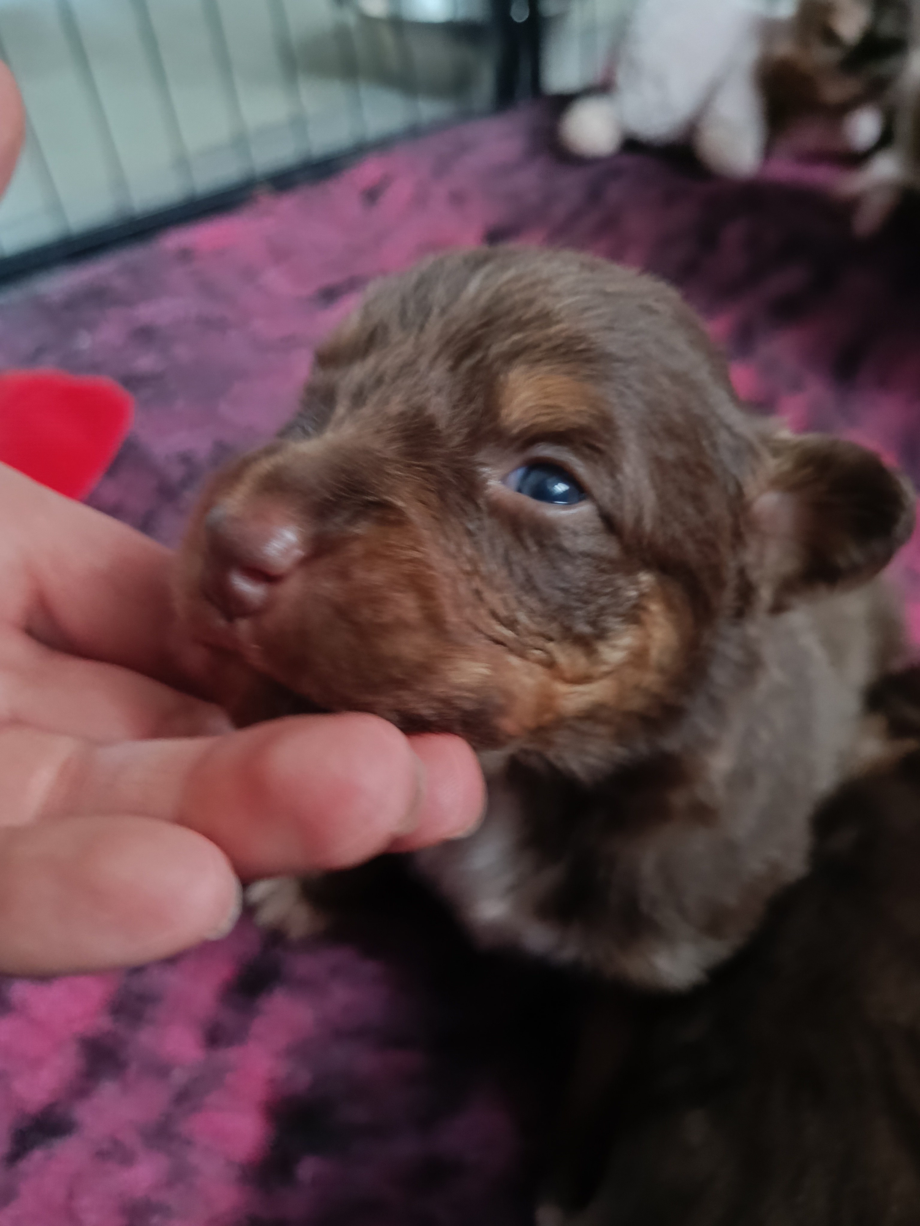 Mâle rouge de 2 semaines Photo d'un chiot berger australien, issue de la portée de Daisy et Simba, âgé de 2 semaines.